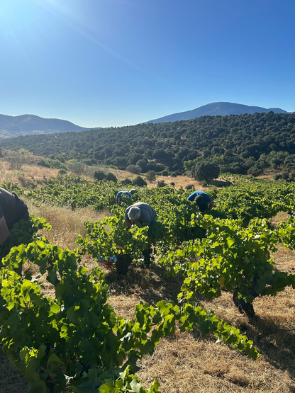 Cinético 2021 – Vino de Montaña de Gredos