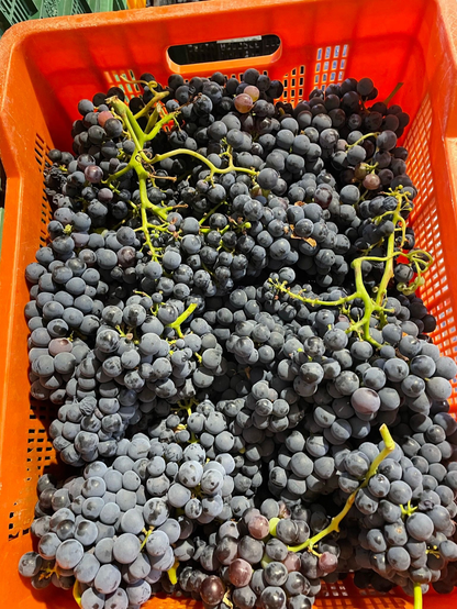El Fugitivo 2025 – Vino de Montaña